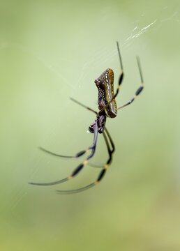 Golden silk spider (Nephila clavipes) sitting in its web, Tortuguero National Park, Costa Rica