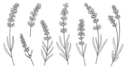 Elegant Lavender Blossom Set: Detailed Line Art Botanical Illustration for Floral Design Projects