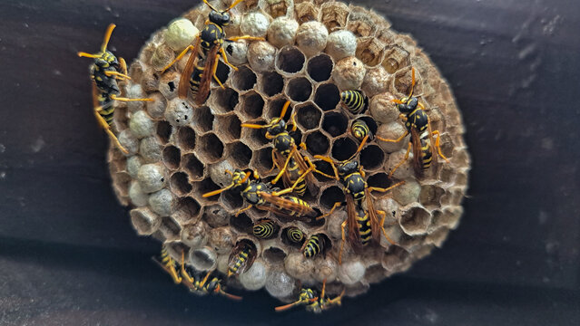 dangerous yellow-black wasps and their nest