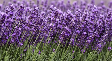 Close-up of vibrant purple lavender flowers in a sunny field