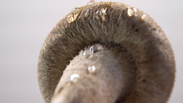 Rotating Macro of Fresh Shiitake Mushroom with Water Drops Lentinula edodes on White Background