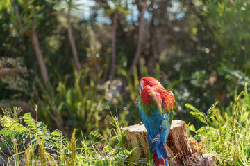 Back View of Tropical Macaw on a Tree Stump Looking Over Green Foliage