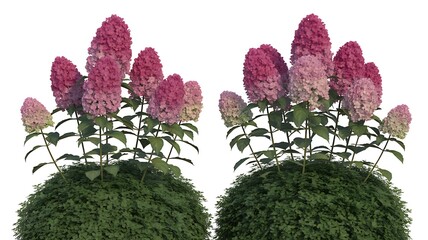 Two vibrant pink and purple hydrangea paniculata flowers blooming on lush green bushes against a white background