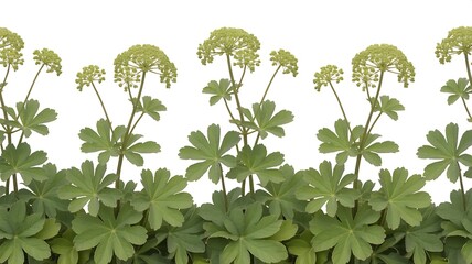 A repeating pattern of delicate green foliage and clusters of small yellow flowers against a clean white background