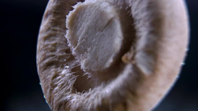 Rotating extreme macro view of cut Shiitake mushroom (Lentinula edodes) stem cross-section on black background. Detailed footage of fibrous white flesh density and freshness indicator.