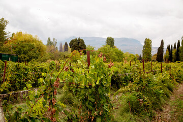 Naklejka premium A vine is green against the background of mountains on a clear sunny day. Flora is the nature of a plant.