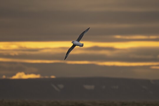 Northern fulmar, sea near Boltodden, Spitsbergen, Svalbard, Norway