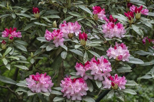 Rhododendron flower (Rhododendron Pink cherub), Emsland, Lower Saxony, Germany