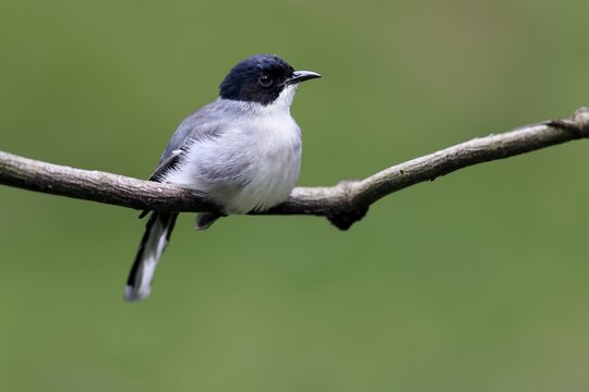 Black-headed Babbler, (Heterophasia desgodinsi), adult, on tree, vigilant, captive, Southeast Asia