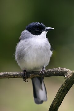 Black-headed Babbler, (Heterophasia desgodinsi), adult, on tree, vigilant, captive, Southeast Asia