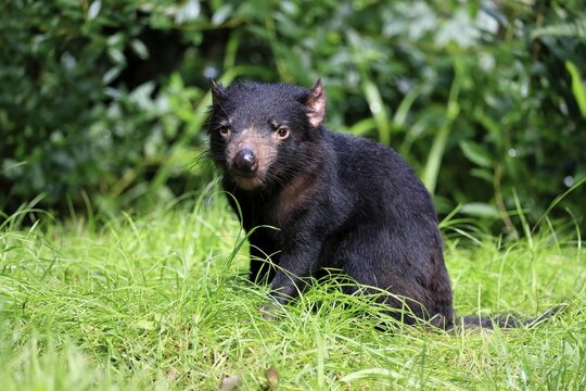 Tasmanian devil (Sarcophilus harrisii), adult, vigilant, captive, Tasmania, Australia