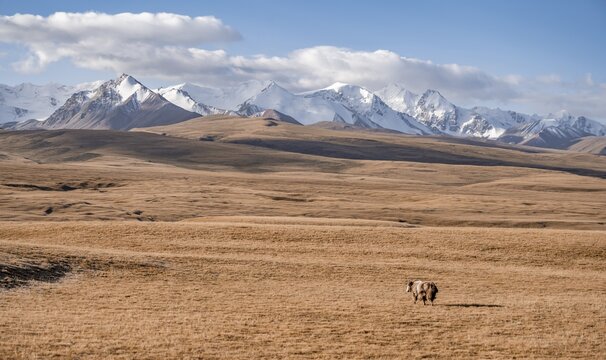 Glaciated and snow-covered mountains, yak in autumnal mountain landscape with yellow grass, Tian Shan, Sky Mountains, Sary Jaz Valley, Kyrgyzstan