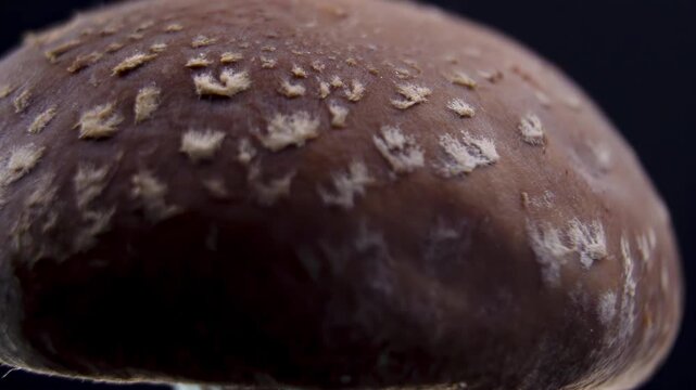 Extreme macro texture of Shiitake mushroom (Lentinula edodes) cap. Detailed view of brown skin with white scales (squamules), creating an abstract organic pattern background.