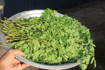 Freshly picked Moringa oleifera leaves from moringa plant kept on an aluminum plate for sun drying. Drumstick vegetable leaves