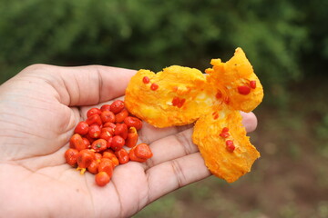Momordica dioica or Spine gourd that is ripe with seeds seperated held in the hand on natural light and background