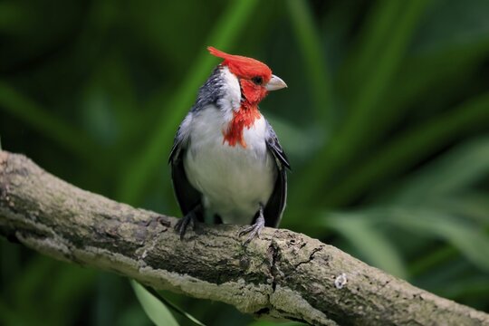 Red-crested cardinal (Paroaria coronata), adult, on tree, vigilant, captive, South America