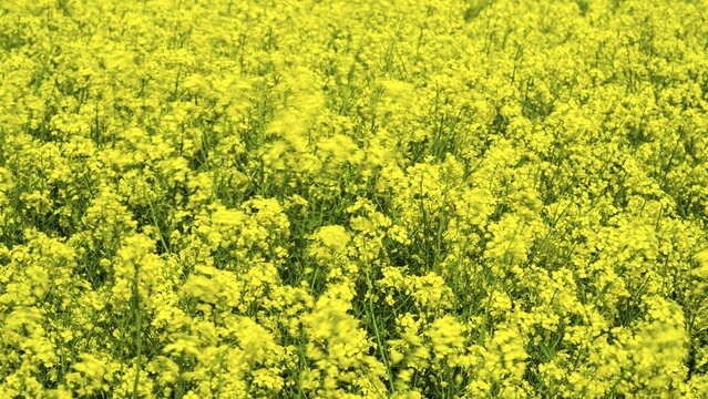 Rape (Brassica napus), rape field in the wind