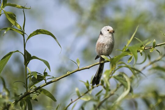 A Long-tailed tit (Aegithalos caudatus) sitting on a twig with Insects in its beak surrounded by green leaves, Hesse, Germany