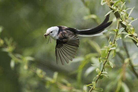 A Long-tailed tit (Aegithalos caudatus) in flight with an Insect in its beak between green leaves, Hesse, Germany
