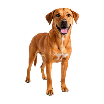 Cachorro Caramelo Vira Lata