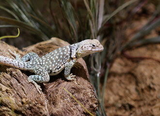 Halsbandleguan - Common collared lizard