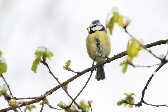A blue tit (Parus caeruleus) with a caterpillar in its beak standing on a branch with fresh green leaves, Hesse, Germany