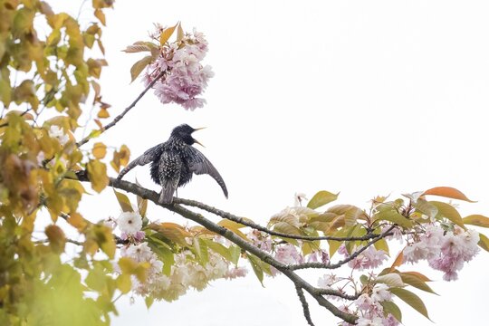 A common starling (Sturnus vulgaris) on a flowering cherry branch against a white sky, courtship behaviour, Hesse, Germany