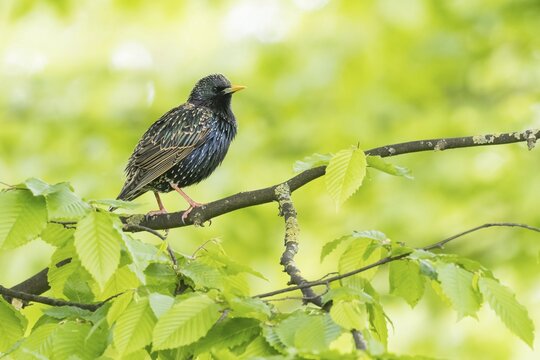 A glossy common starling (Sturnus vulgaris) sitting on a branch surrounded by fresh greenery, Hesse, Germany