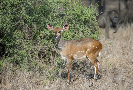 Bushbuck (Tragelaphus sylvaticus), also known as Southern African oryx, adult female, Kruger National Park, South Africa