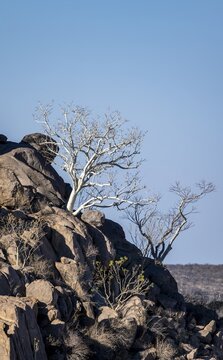 Leafless trees growing on a rocky barren hill, tree with white bark, Hobatere Concession, Namibia