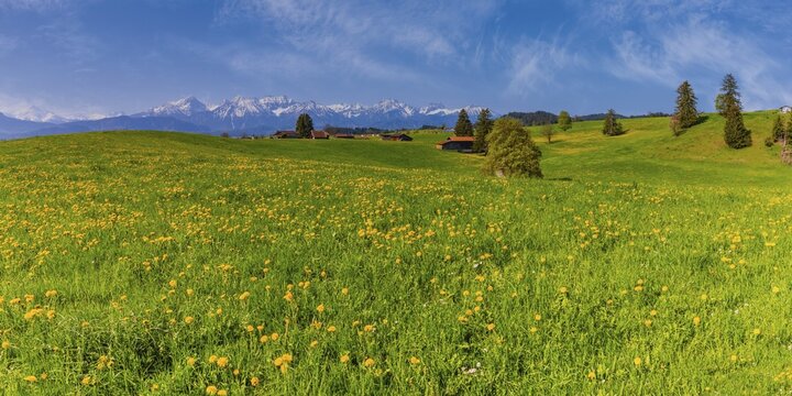 Common dandelion (Taraxacum sect. Ruderalia) in spring, meadow near Rieden am Forggensee, Ostallg&auml;u, Allg&auml;u, Bavaria, Germany