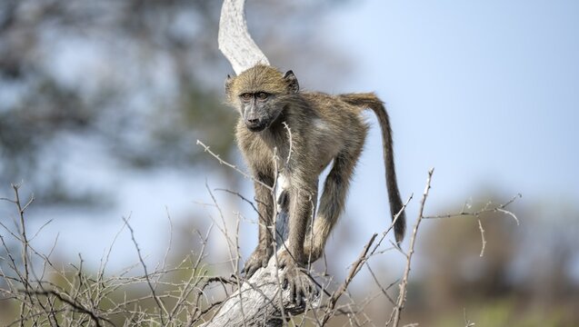Chacma baboon (Papio ursinus), young running on a branch, Kruger National Park, South Africa