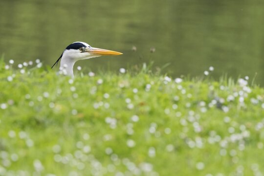 Grey heron (Ardea cinerea) peeping out between grass and white flowers, animal portrait, Hesse, Germany