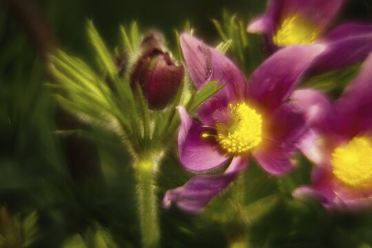 Macro photograph of a Pulsatilla vulgaris, also known as cowbell, surrounded by blur, Hesse, Germany