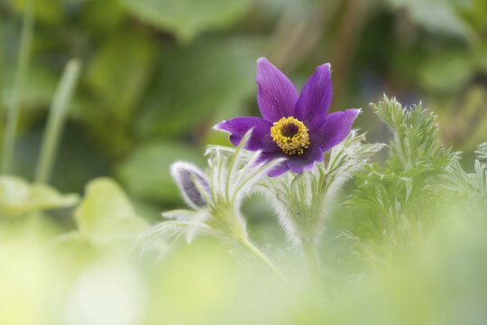 Common pasque flower (Pulsatilla vulgaris), Hesse, Germany