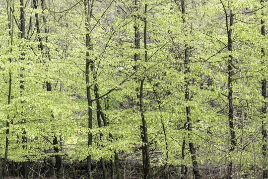 Young copper beeches (Fagus sylvatica), freshly sprouting leaves, Emsland, Lower Saxony, Germany