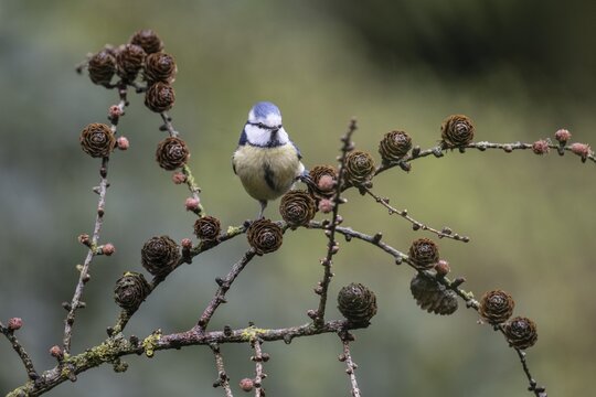 Blue tit (Parus caerulea) on a larch branch, Emsland, Lower Saxony, Germany