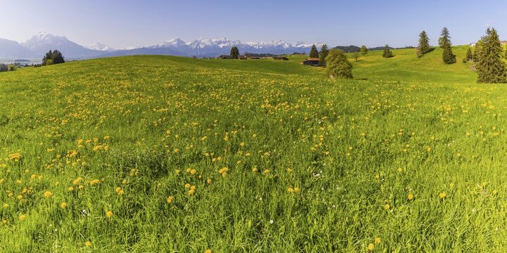 Common dandelion (Taraxacum sect. Ruderalia) in spring, meadow near Rieden am Forggensee, Ostallg&auml;u, Allg&auml;u, Bavaria, Germany