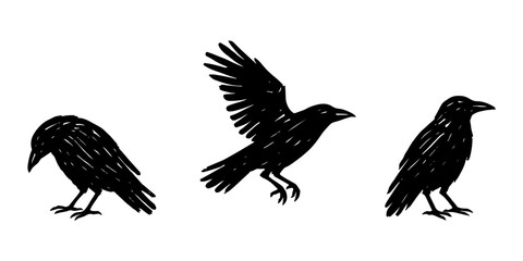 Naklejka premium Vector set of three ravens silhouette showing different poses, including standing and flying, hand drawn black bird illustrations on white background.
