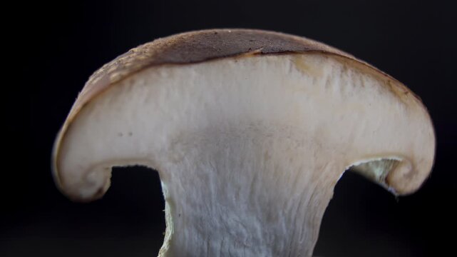 Rotating macro cross-section of fresh Shiitake mushroom (Lentinula edodes) on black background. Longitudinal half cut revealing internal white flesh structure, gill attachment, and fibrous stem profil