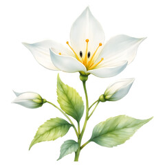 Naklejka premium Watercolor Winter Flowers Clipart with Icy White, Muted Blue, and Soft Green Blooms – Snowdrop, Hellebore, Camellia, Crocus, Anemone, and More – Transparent Background