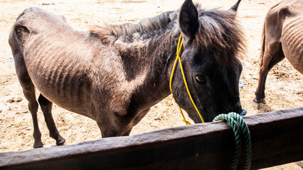 several horses at the horse trading market	