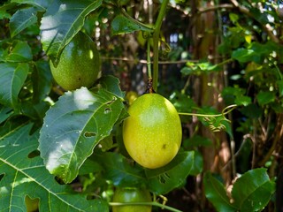 Ripe and unripe passion fruit (Passiflora edulis) hang from a vine, surrounded by lush green leaves and tendrils in a tropical garden.