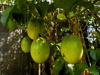 Ripe and unripe passion fruit (Passiflora edulis) hang from a vine, surrounded by lush green leaves and tendrils in a tropical garden.