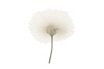 Dandelion seed head with white fluffy seeds on transparent background