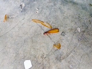 A winged termite (alates/flying ant) and its detached wing lie on rough, cracked, weathered concrete or cement ground.