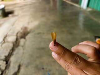 A single winged termite (alates/flying ant) rests on a person's finger, against a blurred, wet...