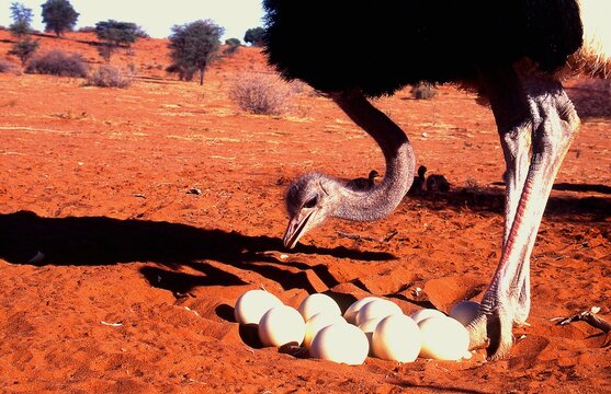 ostrich male checks the eggs in the nest 54