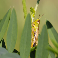 Green grasshopper among green leaves