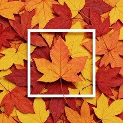 Vibrant autumn leaves with white frame highlighting fall colors